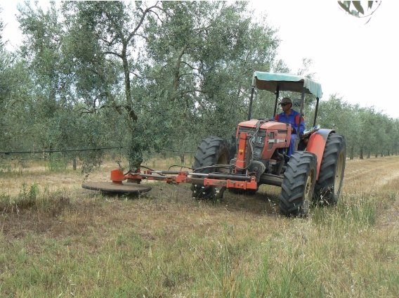 Imagen La Junta solicita al Gobierno una rectificación para que productores del olivar y hortícola puedan acogerse a la rebaja del IRPF